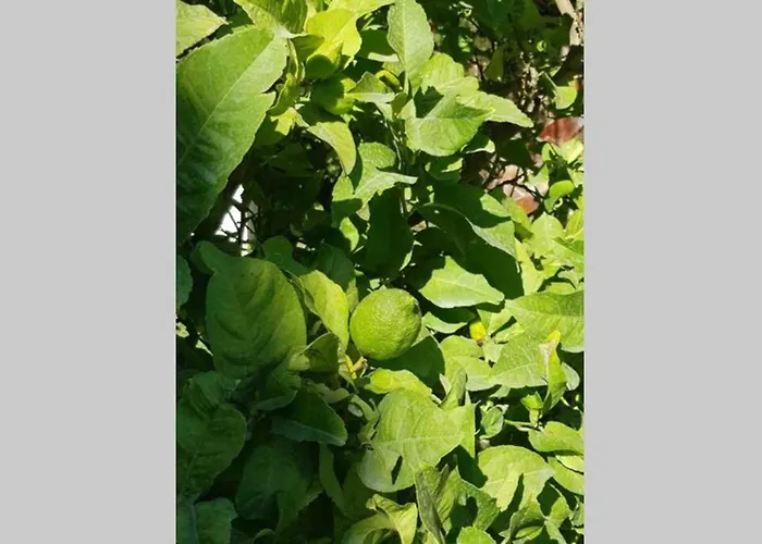 Casa Rustica 2 * Torremolinos